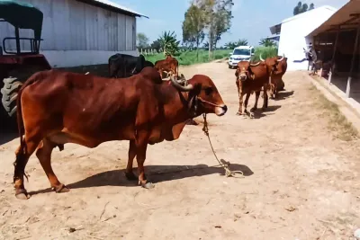 Our Farm
