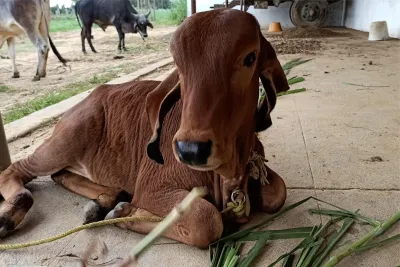Our Farm