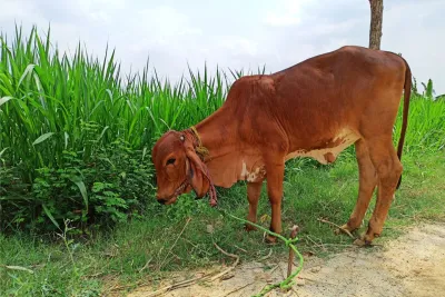 Our Farm