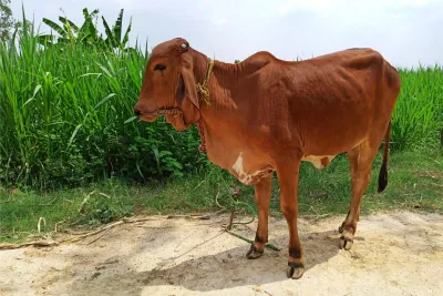 Our Farm