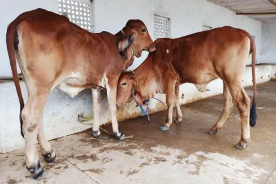 Our Farm
