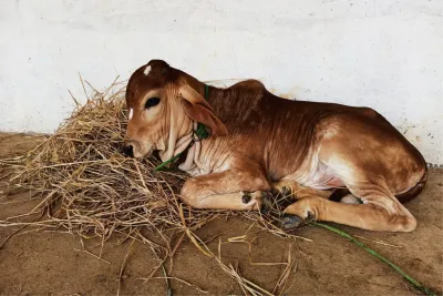 Our Farm