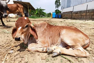 Our Farm