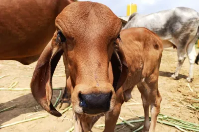 Our Farm
