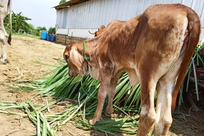 Our Farm