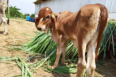 Our Farm