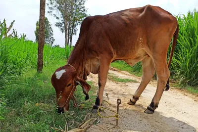 Our Farm