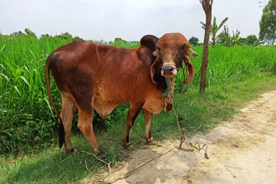 Our Farm