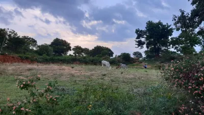 Forest Grazing 1