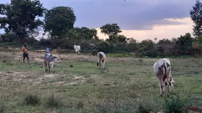 Forest Grazing 1