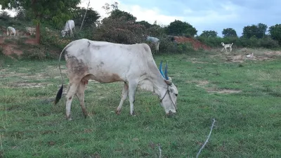 Forest Grazing 1