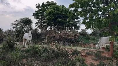 Forest Grazing 1