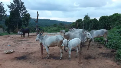 Forest Grazing 1