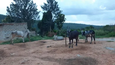 Forest Grazing 1