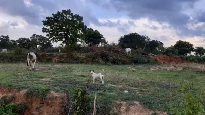 Forest Grazing 1