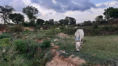 Forest Grazing 1