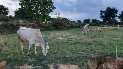 Forest Grazing 1