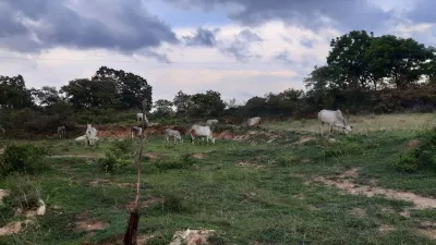 Forest Grazing 1