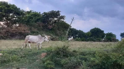 Forest Grazing 1