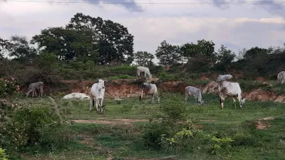 Forest Grazing 1