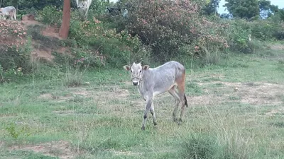 Forest Grazing 1