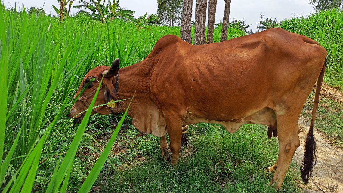 Milk Quality In Rainy Season