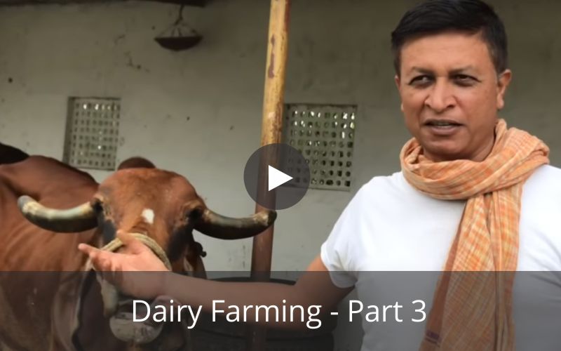 Dairy Farming - Part 3