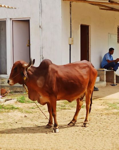 Farm Facility