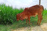 Vrindavan Farm Cows