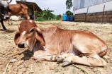 Vrindavan Farm Cows