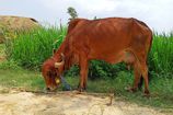 Vrindavan Farm Cows