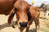 Vrindavan Farm Cows