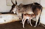 Vrindavan Farm Cows