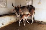 Vrindavan Farm Cows