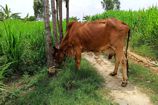 Vrindavan Farm Cows