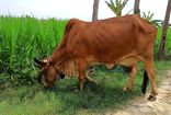 Vrindavan Farm Cows