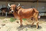 Vrindavan Farm Cows