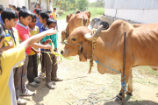 Vrindavan Farm Visit