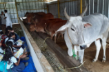 Vrindavan Farm Visit