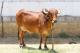 Vrindavan Farm Cows