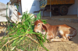 Vrindavan Farm Cows