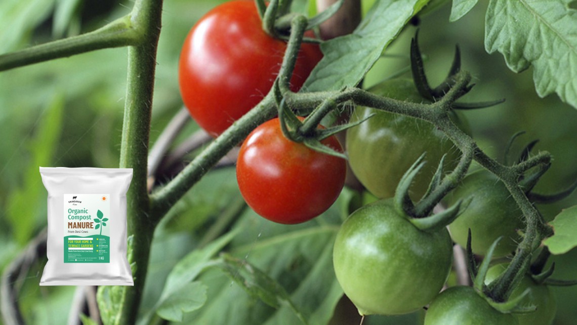 Tomato plant