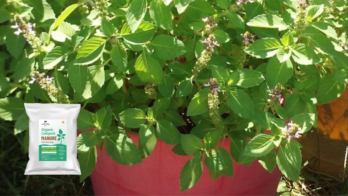 Tulsi plant