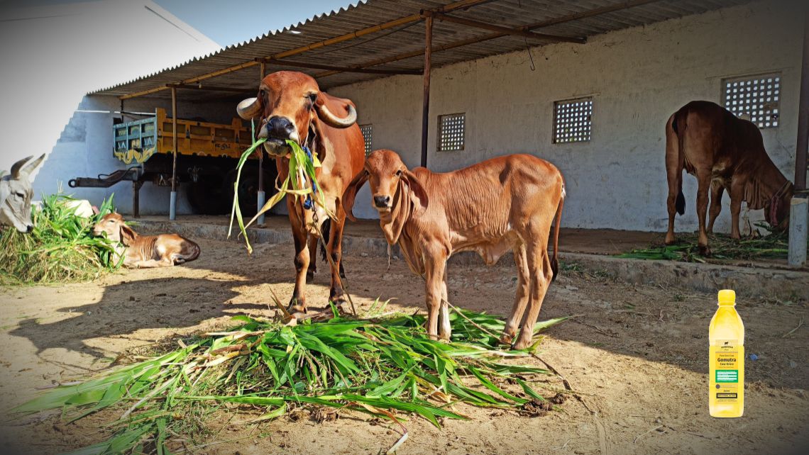 Desi cows